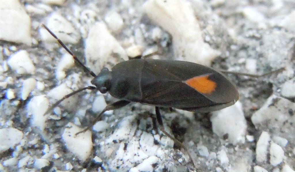 Lygaeidae: Aphanus rolandri della Campania (NA)